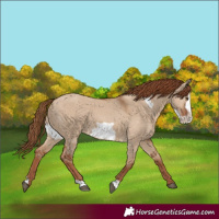 Horse Color:Red Dun Frame 