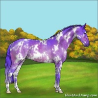 Horse Color:Watercolor White Spotted Brown Sabino Rabicano 