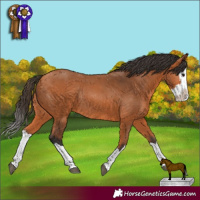 Horse Color:Bay Splash Rabicano 