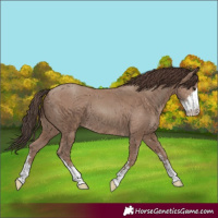 Horse Color:Classic Champagne Sabino 