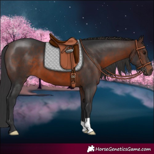 Horse Color:Brown 