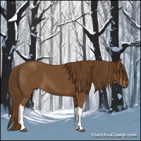 Horse Color:Gray Chestnut 