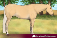 Horse Color:Palomino