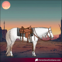 Horse Color:Gray Chestnut 