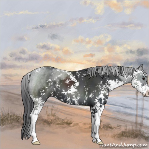 Horse Color:Black Sabino 
