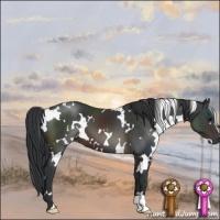 Horse Color:White Spotted Brown 