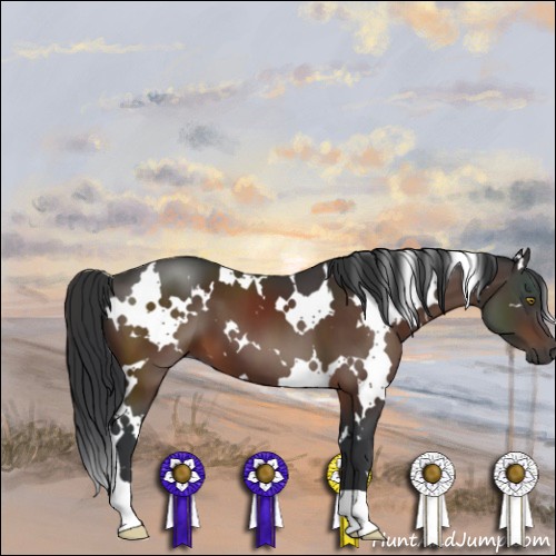 Horse Color:White Spotted Brown 