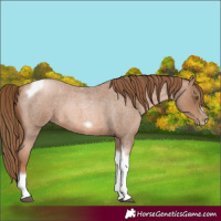 Horse Color:Liver Red Roan Pearl Tobiano Frame 