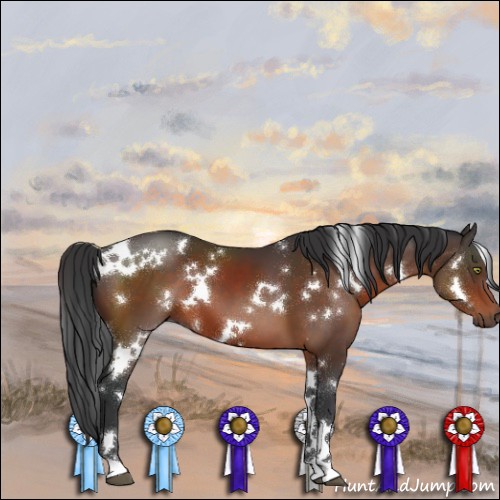 Horse Color:White Spotted Brown 