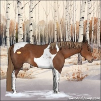 Horse Color:Liver Chestnut Tobiano 