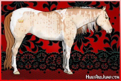 Horse Color:Brown Pearl Dun Sabino Tobiano Brindle