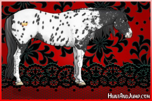 Horse Color:Black Sabino Tobiano Near Leopard
