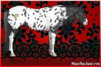 Horse Color:Black Sabino Tobiano Appaloosa