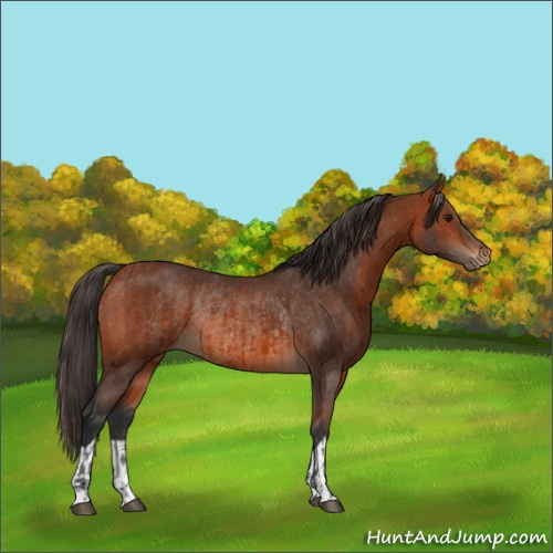 Horse Color:Bay Rabicano and Bay Varnish Rabicano