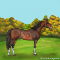 Horse Color:Bay Rabicano and Bay Varnish Rabicano