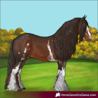 Horse Color:White Spotted Liver Chestnut 
