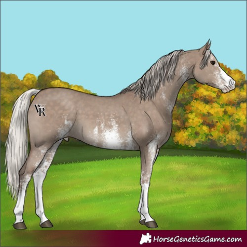 Horse Color:White Spotted Silver Grullo 