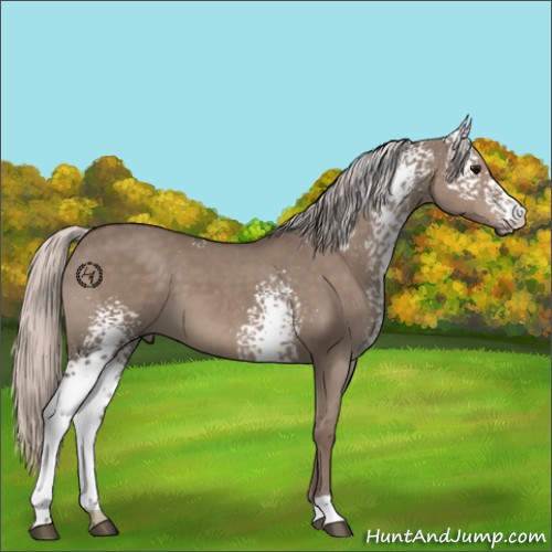 Horse Color:White Spotted Silver Grullo 