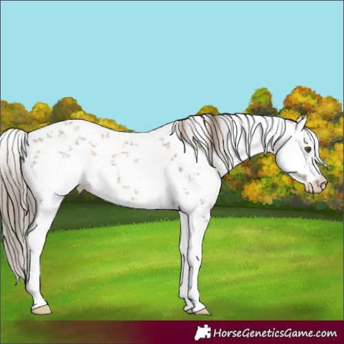 Horse Color:White Spotted Liver Red Dun Sabino
