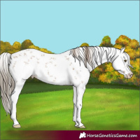 Horse Color:White Spotted Liver Red Dun Sabino 