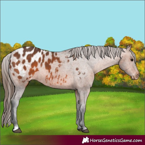 Horse Color:Bay Appaloosa 