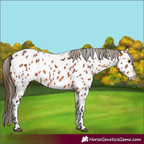 Horse Color:Bay Near Leopard 