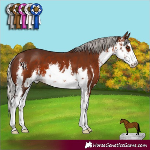 Horse Color:White Spotted Silver Bay 