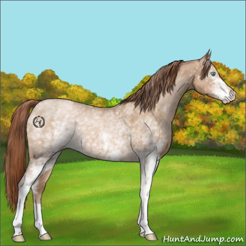 Horse Color:White Spotted Buckskin Pearl 