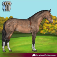 Horse Color:White Spotted Bay Dun 