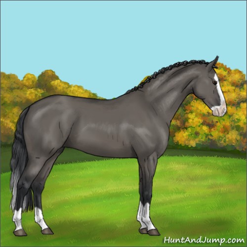 Horse Color:Grullo Splash
