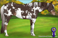 Horse Color:White Spotted Liver Chestnut Varnish 