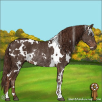 Horse Color:White Spotted Liver Chestnut Rabicano 