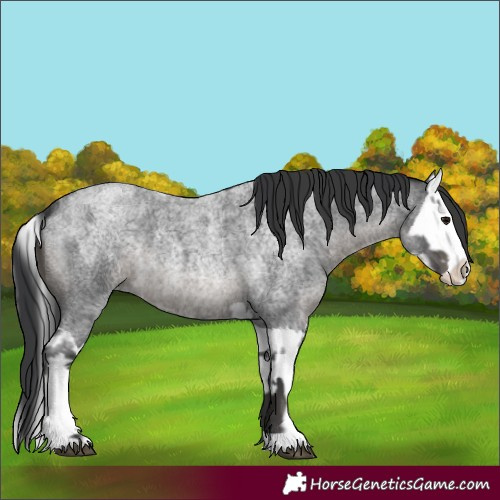 Horse Color:Blue Roan  and Blue Roan Splash 