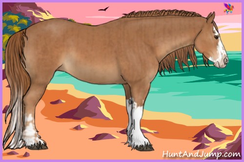 Horse Color:Chestnut  and Chestnut Splash 