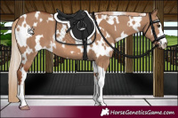 Horse Color:White Spotted Red Dun 