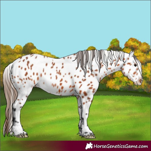 Horse Color:Bay Near Leopard