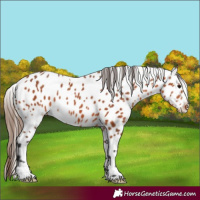 Horse Color:Bay Appaloosa