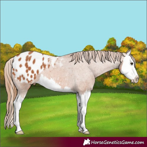 Horse Color:Chestnut Splash Appaloosa 