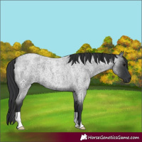 Horse Color:Blue Roan 