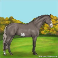 Horse Color:Silver Blue Roan Frame 
