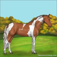 Horse Color:Silver Brown Tobiano 