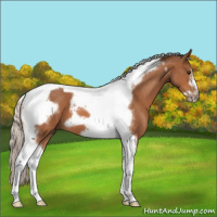 Horse Color:Silver Bay Roan Tobiano Frame 