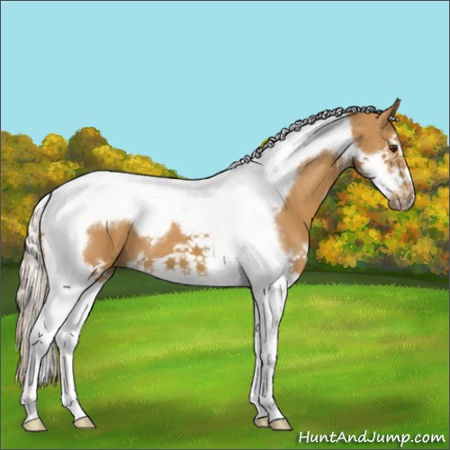Horse Color:Palomino Splash Tobiano Frame