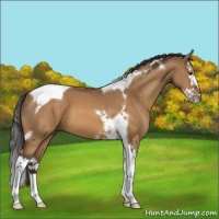 Horse Color:Buckskin Dun Splash Tobiano