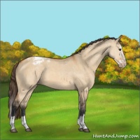 Horse Color:Bay Dun Splash Varnish 