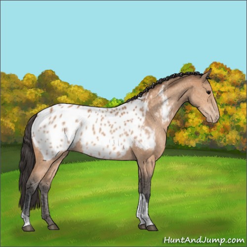 Horse Color:Bay Tobiano Near Leopard 