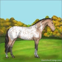 Horse Color:Bay Tobiano Near Leopard 