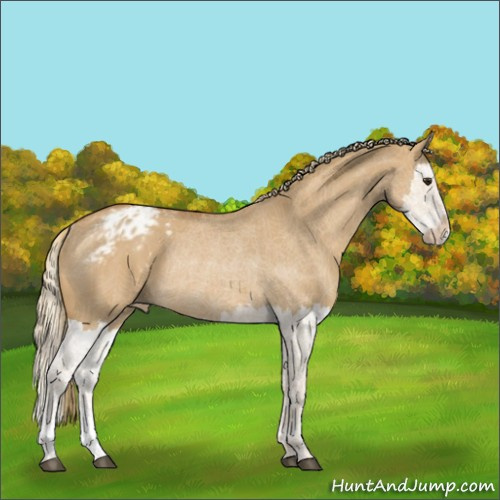 Horse Color:Red Dun Splash Appaloosa Rabicano 
