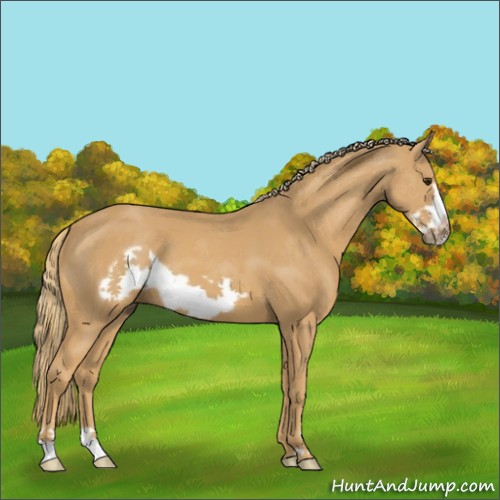 Horse Color:Chestnut Frame