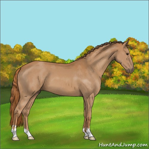 Horse Color:Chestnut 
